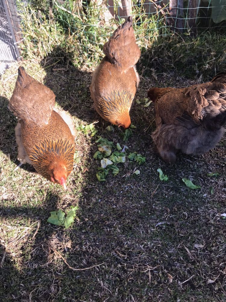 Brahma Chickens for sale - Bird Classifieds Australia